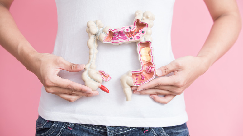 Woman holding human gut model