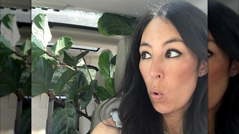 Joanna Gaines making shocked face with fiddle-leaf fig behind her