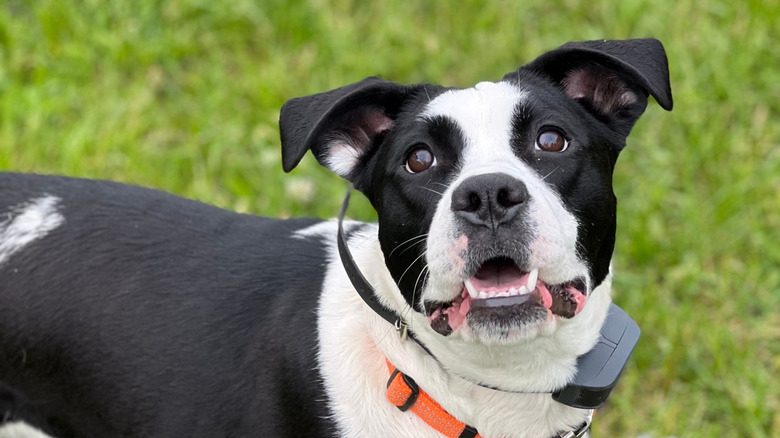 Pit bull wearing a shock collar