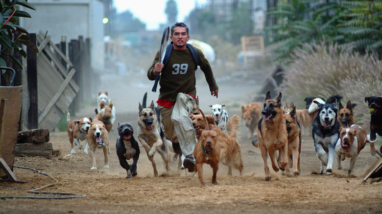 Cesar Millan running with multiple dogs