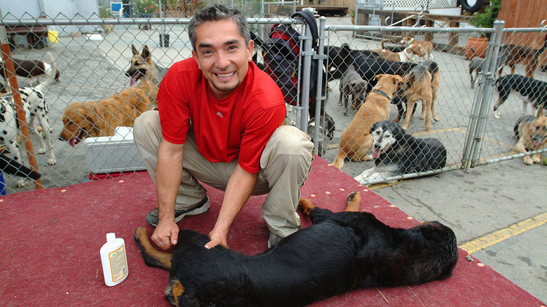 Cesar Millan pinning down a dog at his training facility