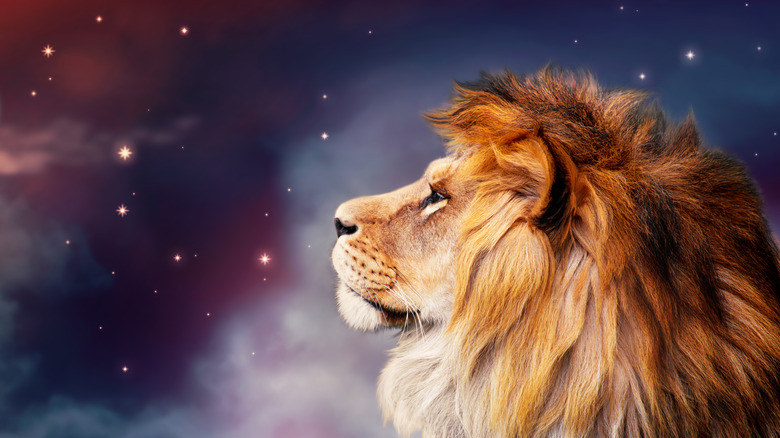 lion on night sky 