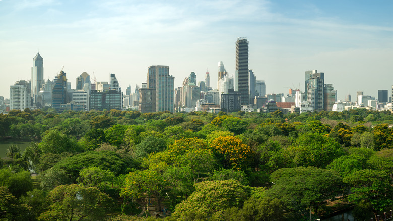 New York City skyline behind trees