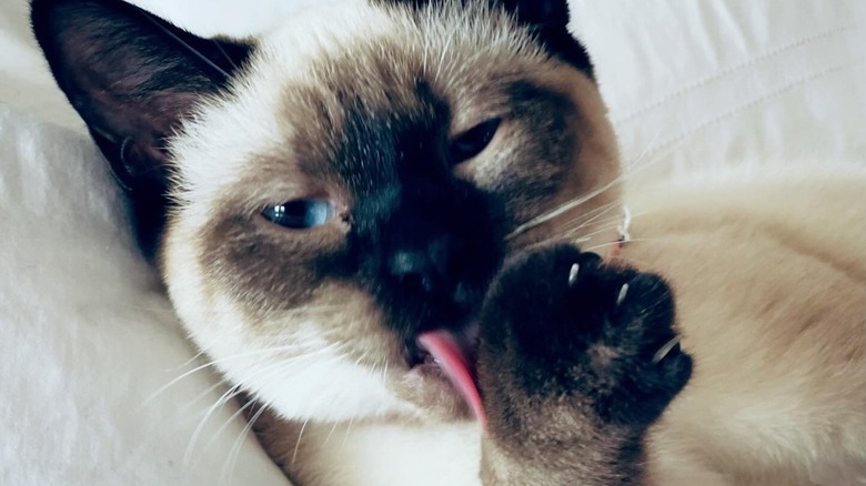 Close-up of Karma the cat licking his paw.