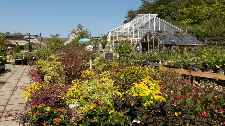 Duchy of Cornwall plant nursery and shop, near Lostwithiel, featuring a glass greenhouse surrounded by plants and paving tiles