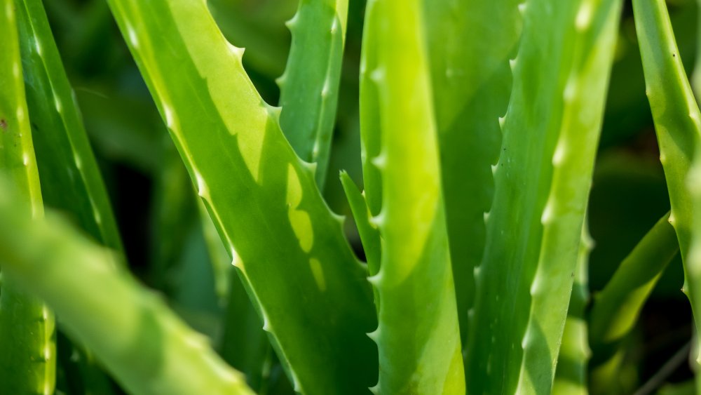 aloe vera plant 