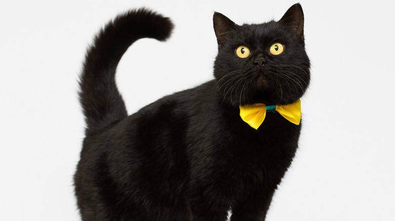 Black cat with gold bow tie