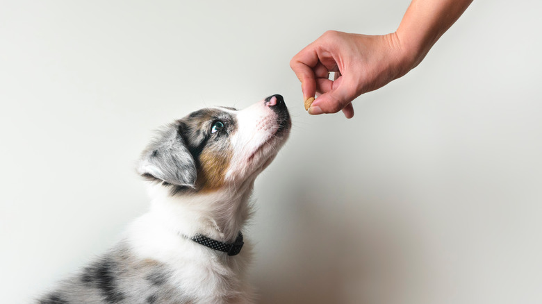 Puppy doing training