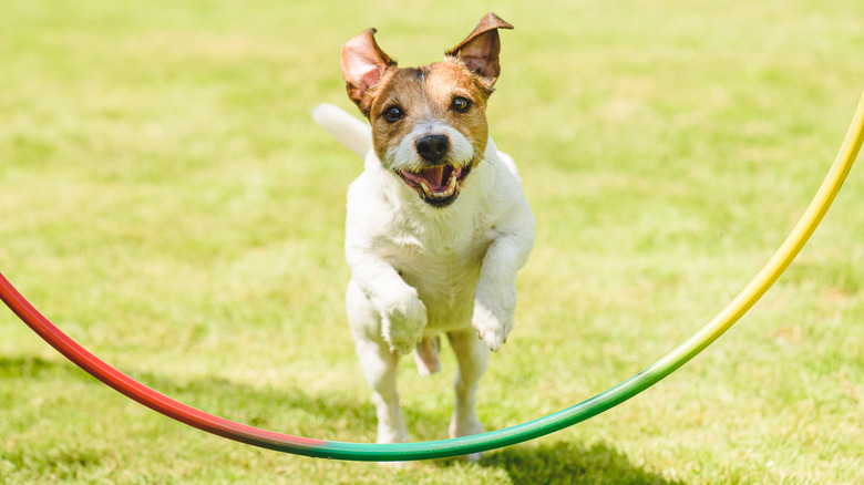 Dog running outside