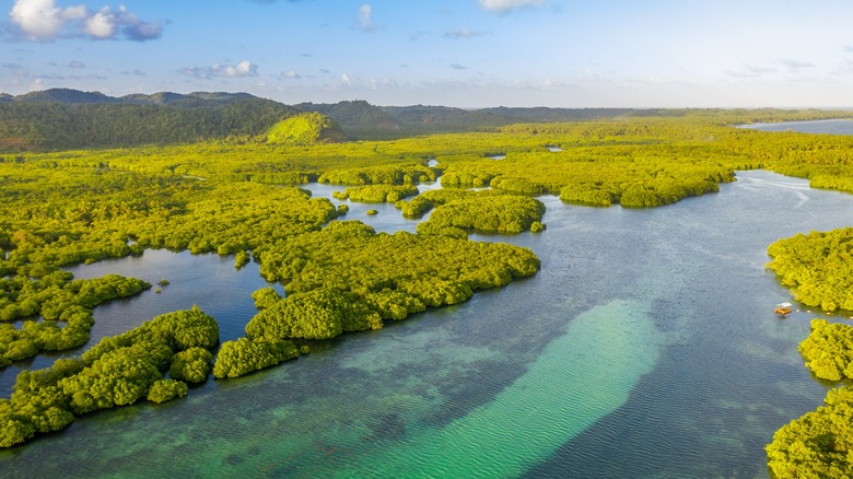 Arial view of the Amazon 