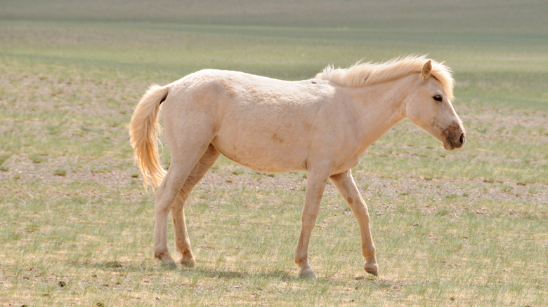 White Mongolian horse