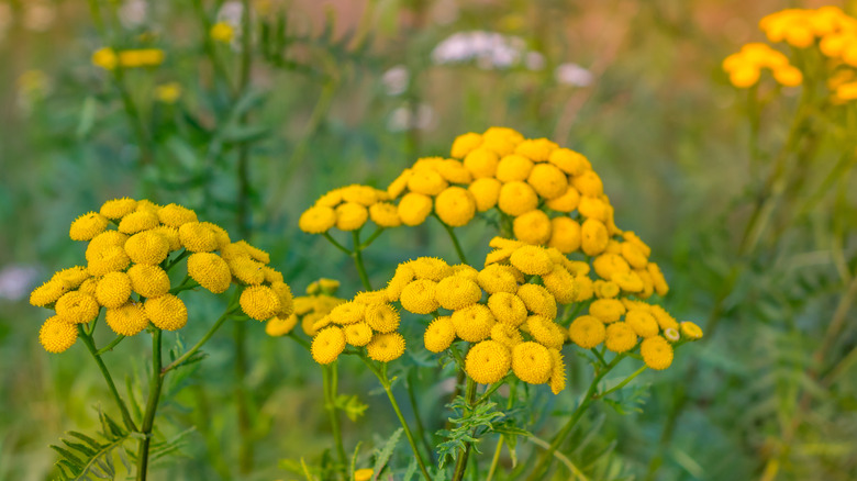 yellow flowers