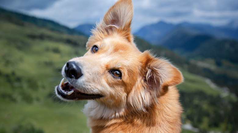 A golden retriever smiling for the camera