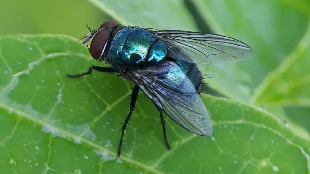 House fly 