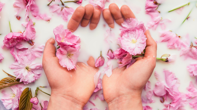 Woman's hands scooping up milk bath water with flower petals