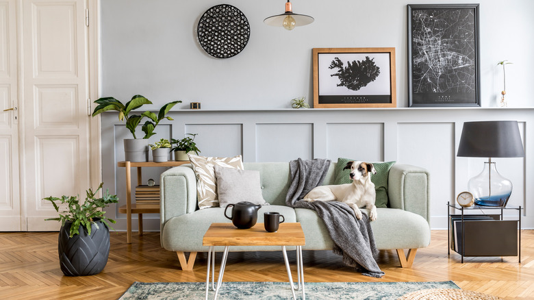 decor with a dog