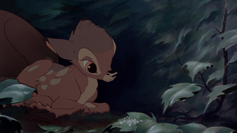 Bambi watching the rain