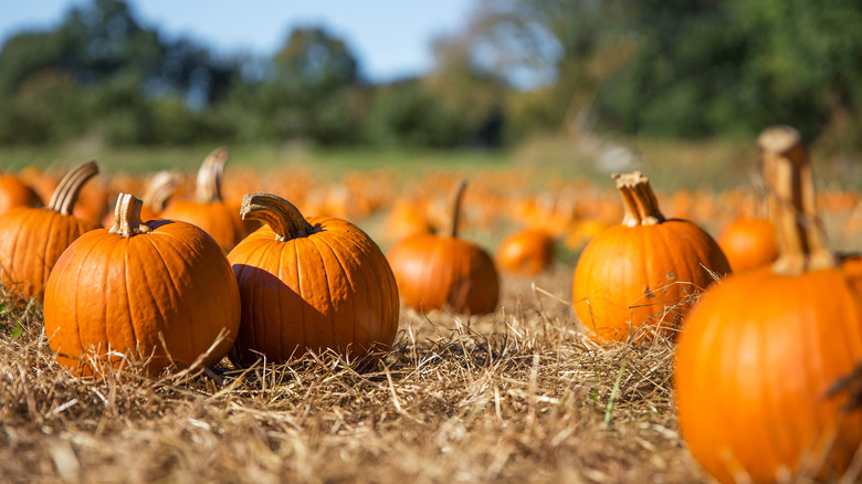 pumpkin patch