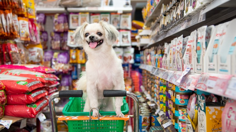 Dog sits in a shopping cart in a pet store