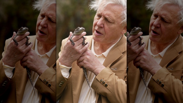 David Attenborough with a baby crocodile