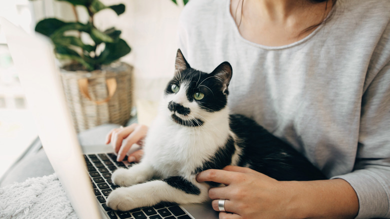 Cat sitting in a lap