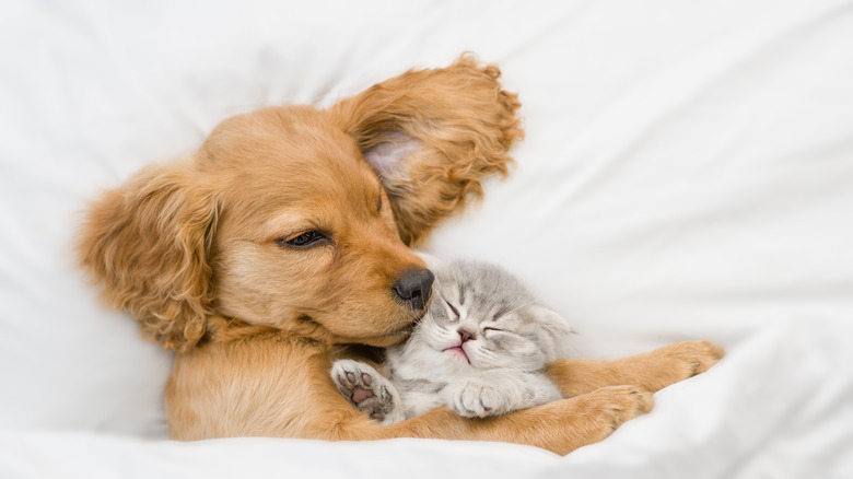 Dog and cat sleeping