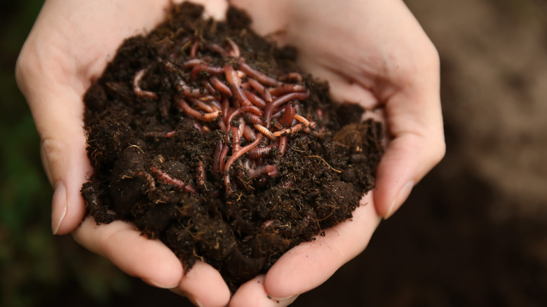 Compost worms