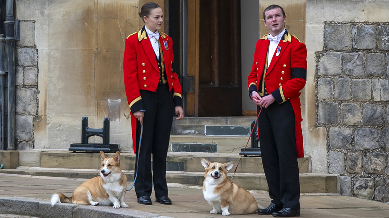 Queen Elizabeth's corgis outside of her funeral