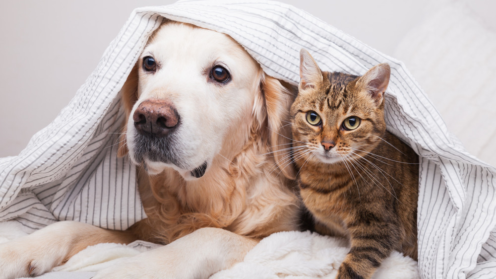 dog and cat cuddling under a blanket