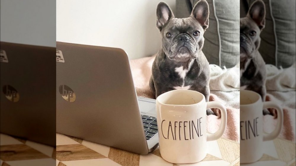Dogs Working From Home