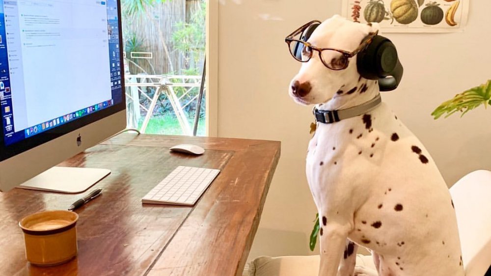 Dogs Working From Home