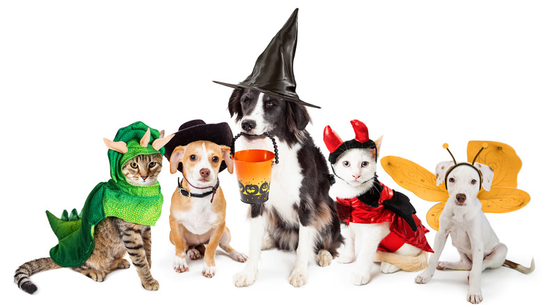 Pets wearing Halloween costumes 