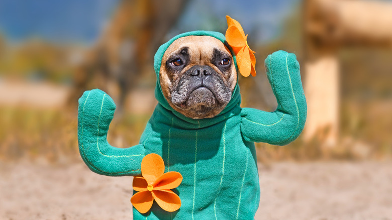 A dog dressed as a cactus 