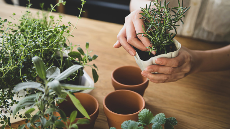 woman potting herbs