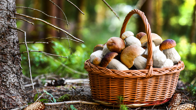 Basket of mushrooms