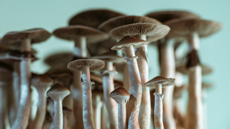 Mushrooms 