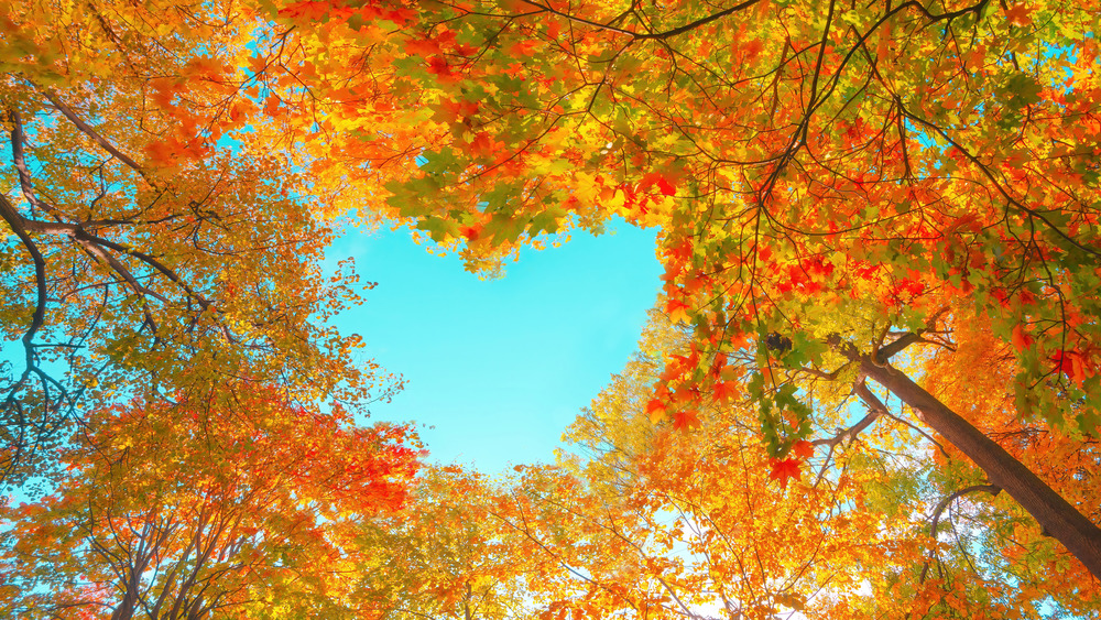 sky heart in fall trees