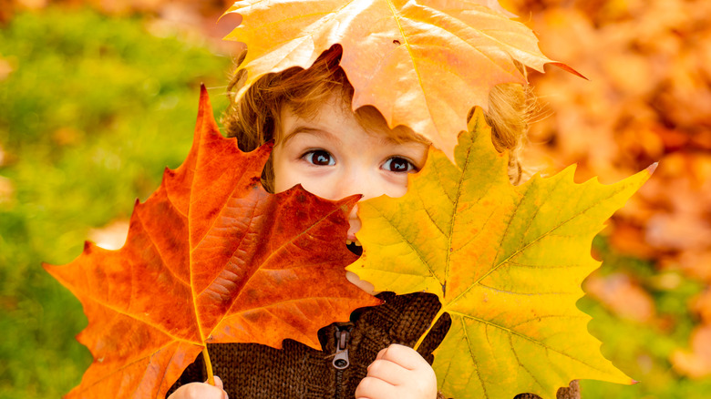 small toddler holding fall leaves