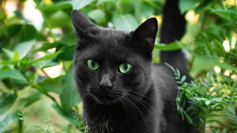 Black cat in greenery