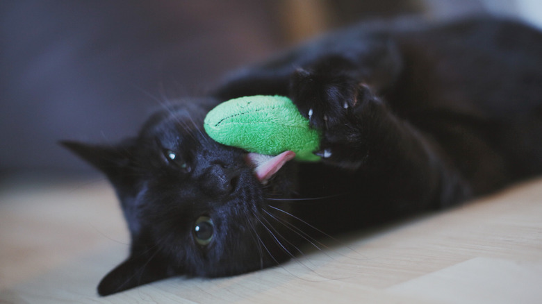 Black cat with green toy
