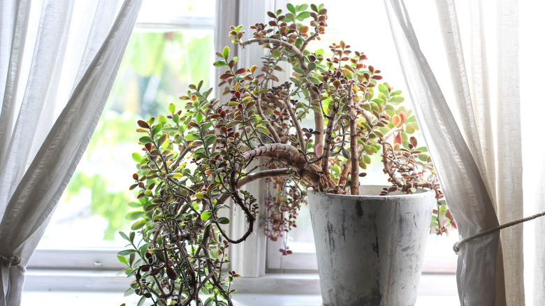Money plant