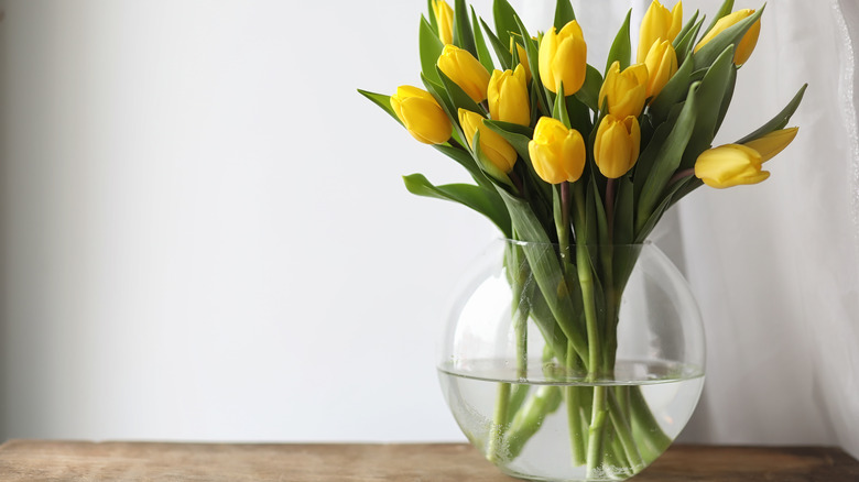 Yellow tulips 