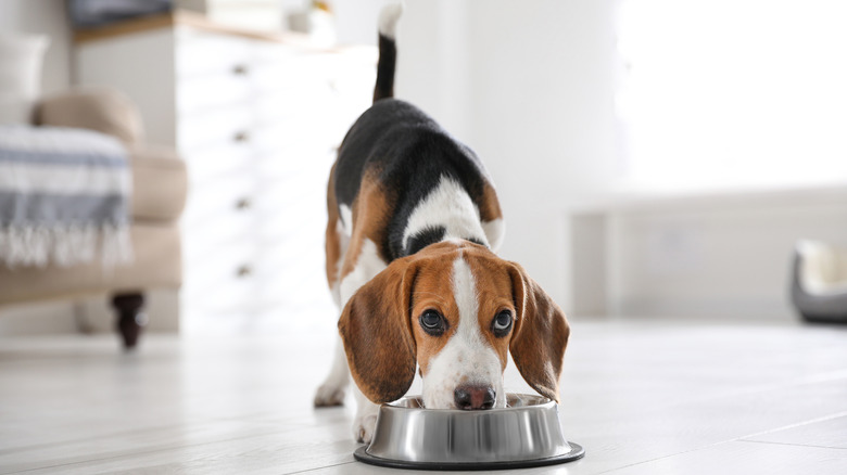 Beagle at its food bowl