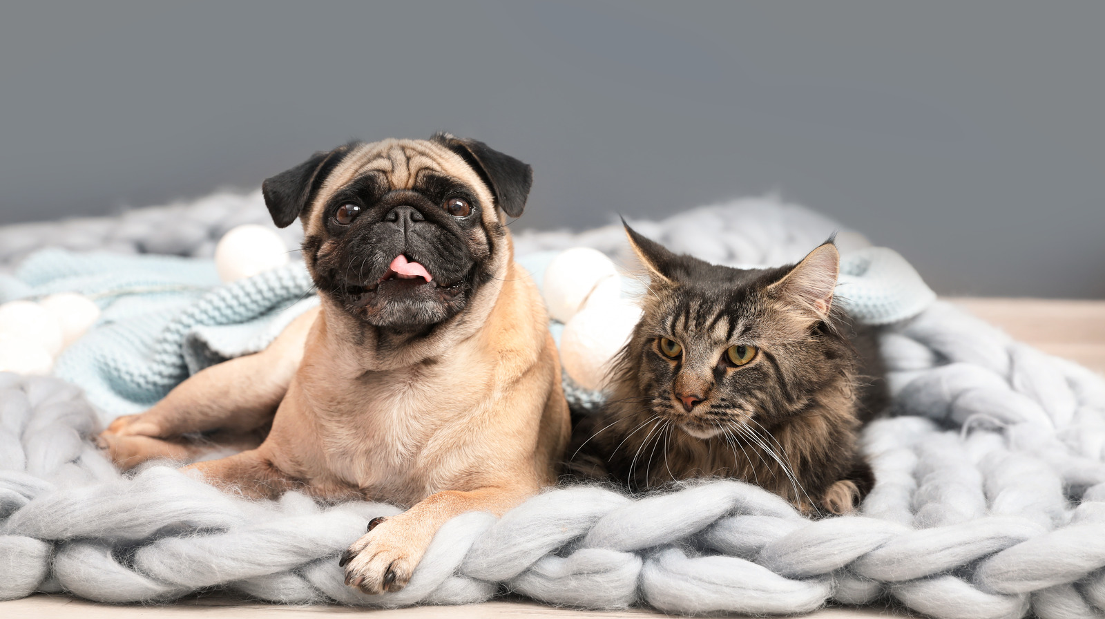 Here Are The Best And Worst Cities To Live In If You Have Pets