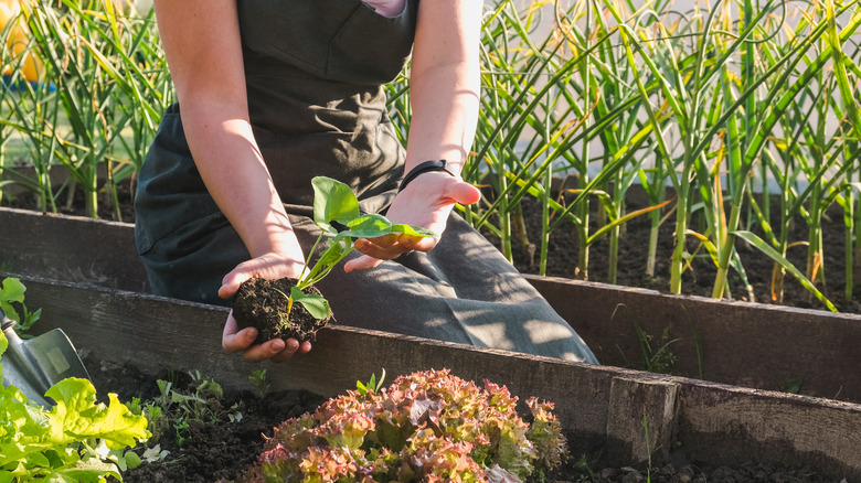 Woman gardening