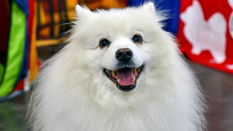 American Eskimo Dog in front of colorful banners