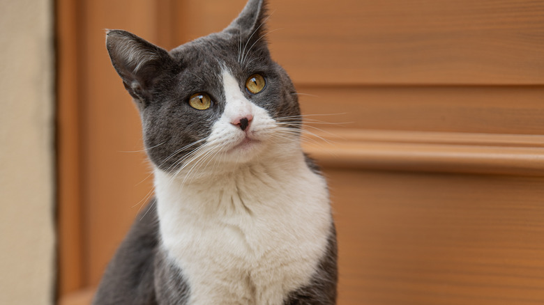 Gray and white cat sitting by the door