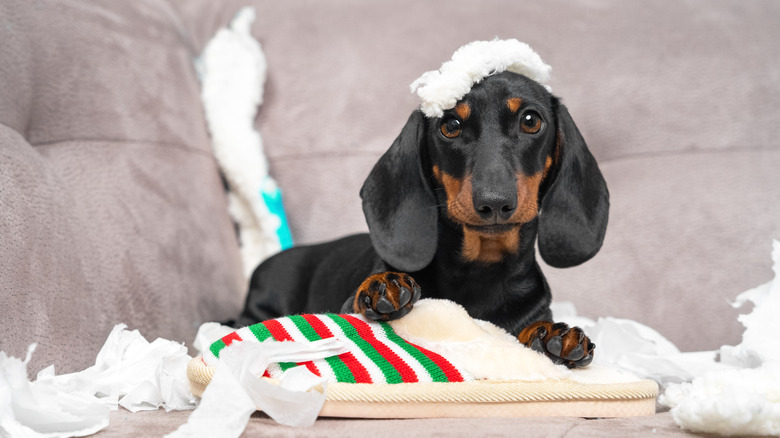 Small dog making a mess