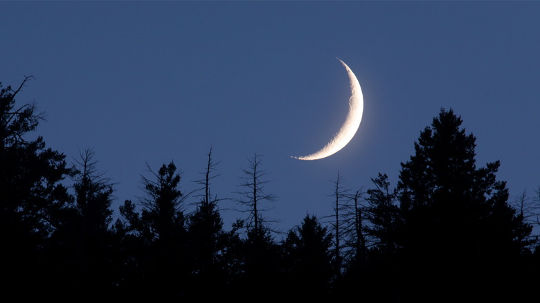 The moon above trees