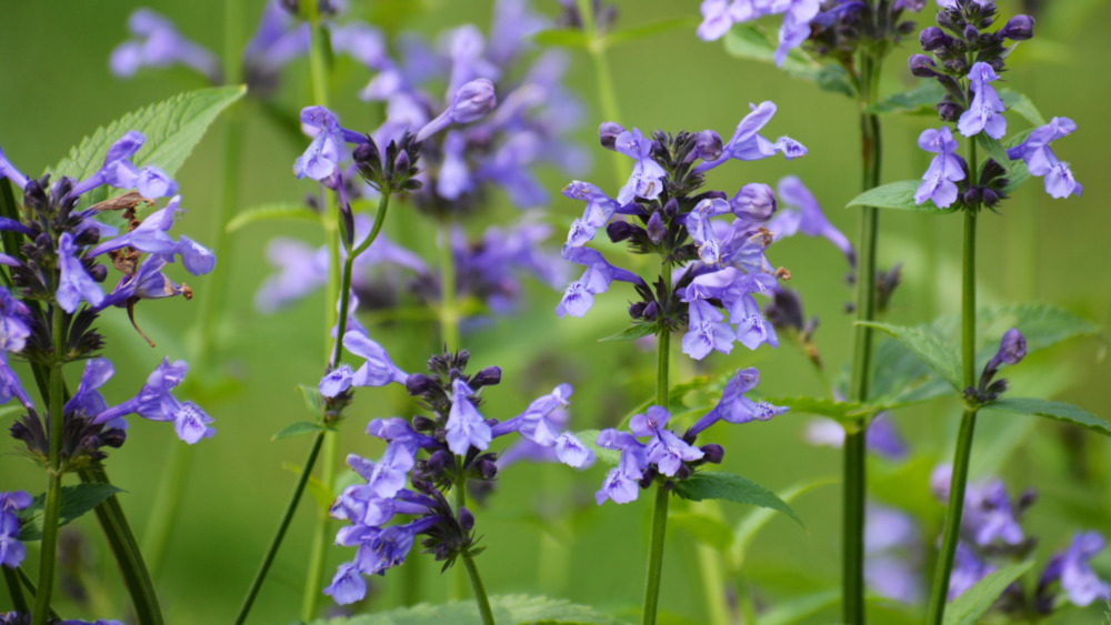 Skullcap herb